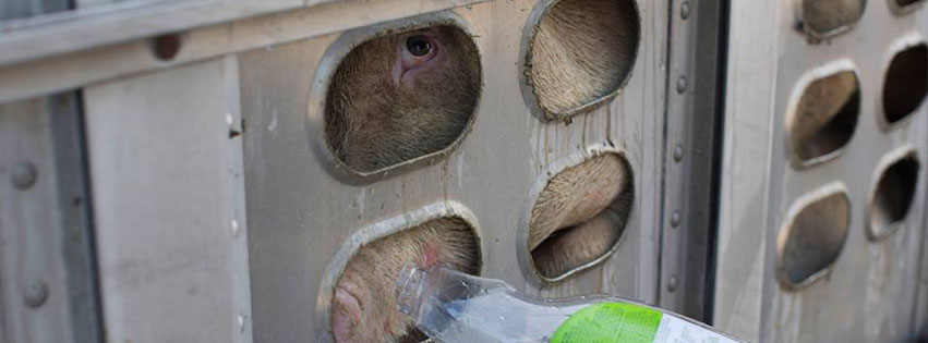 Toronto Pig Save Vigils