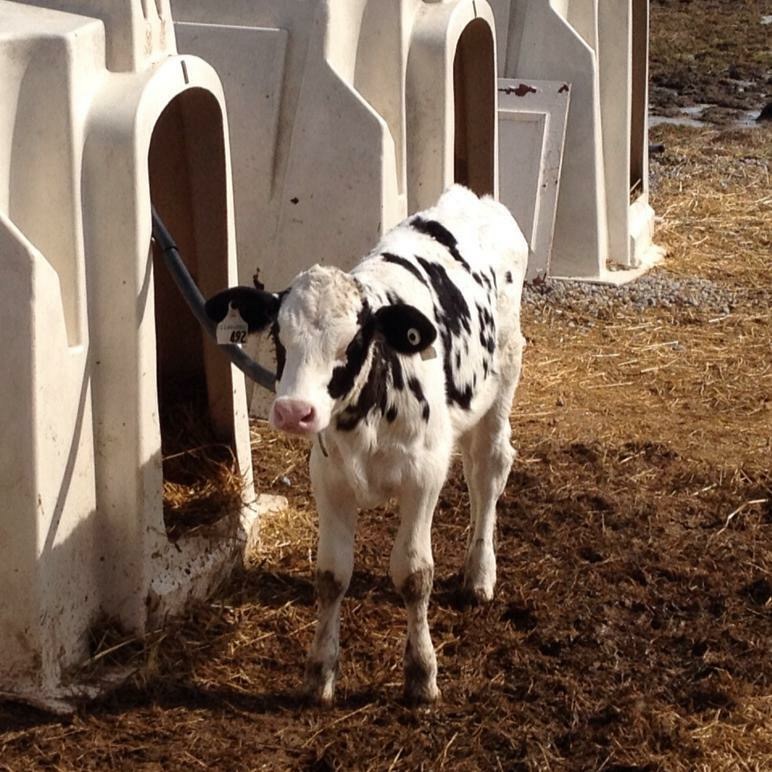 dairy calf in veal crate