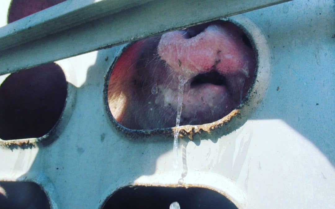 Monthly Sunday Vigil for the Pigs