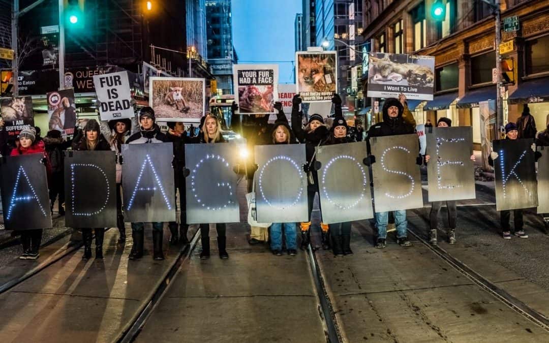 ARS “Canada Goose Kills” Demonstration
