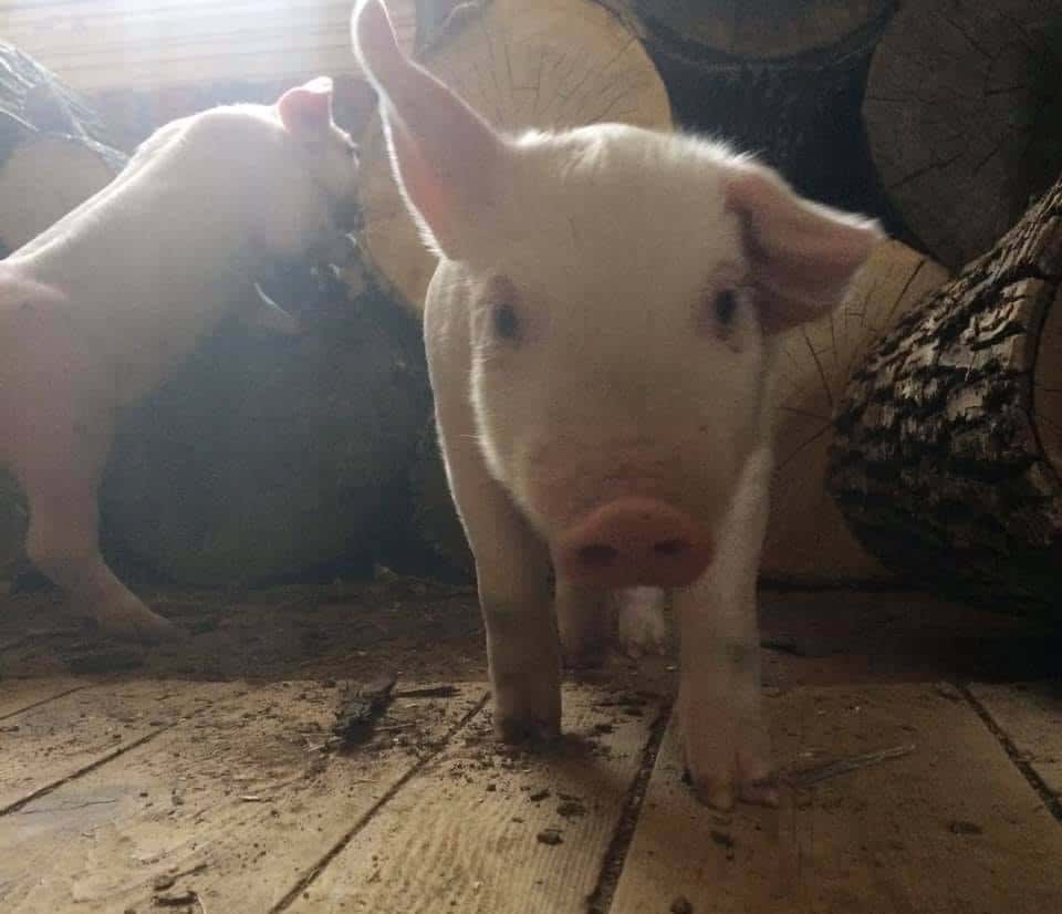pig trial 2 pre-trial