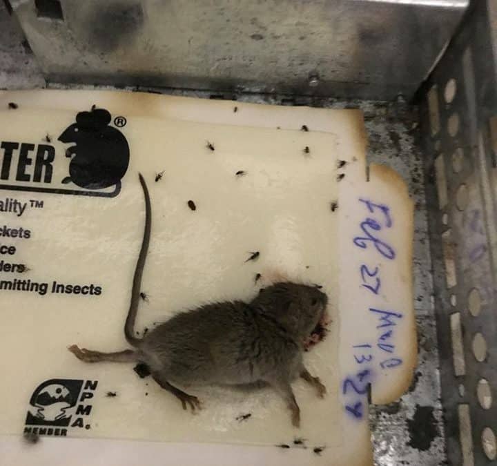 Court case against Cruel Rodent Glue Traps