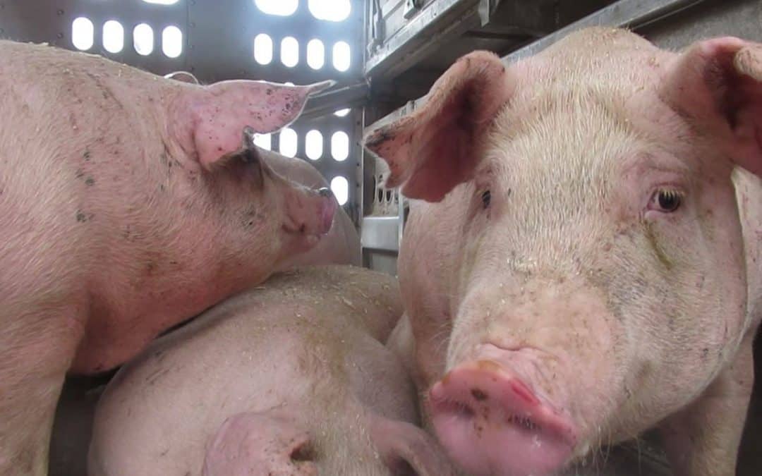 Toronto Pig Save Monthly Vigil for the Pigs