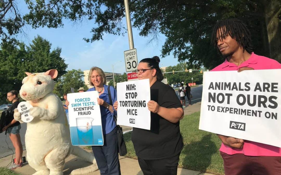 Protest Cruel Mice Experiments – They’re Scientifically Worthless