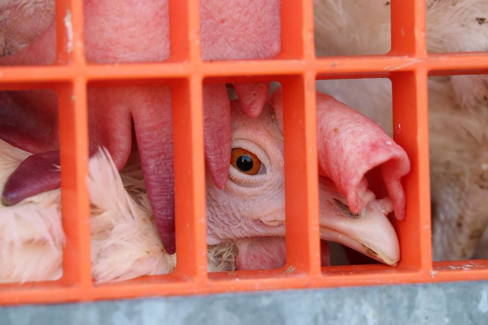 Brampton chicken save vigil