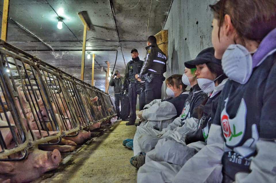 courthouse rally for pig farm occupiers