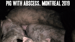 Montreal Pig