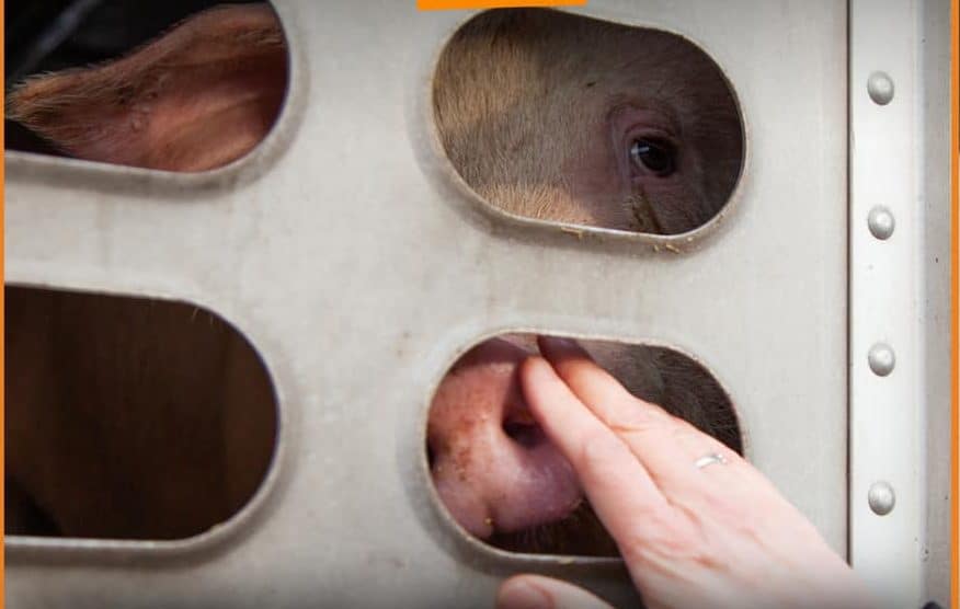 Toronto pig save weekly vigil