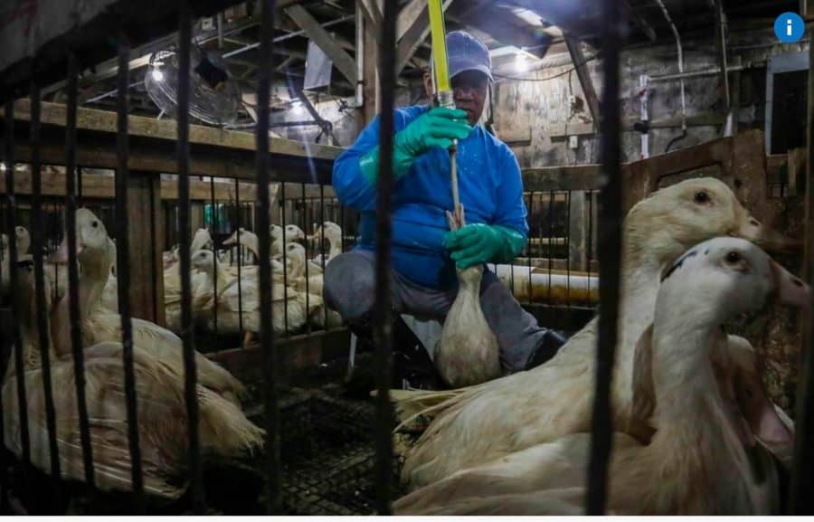 stop ag gag