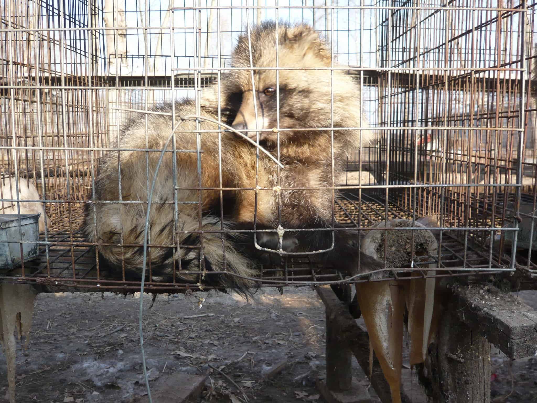 anti-fur takeover