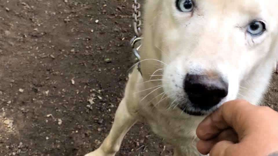 end dog sled cruelty