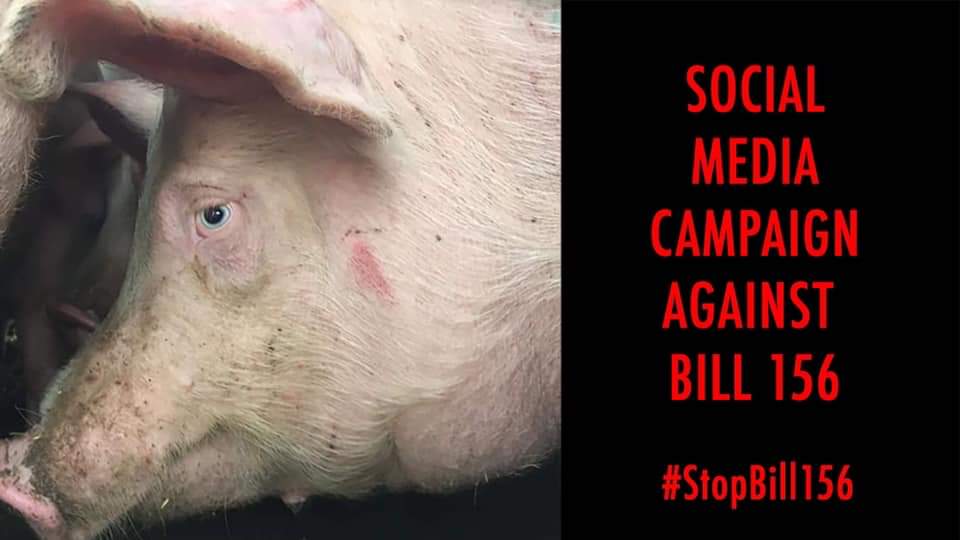 social media campaign against bill 156
