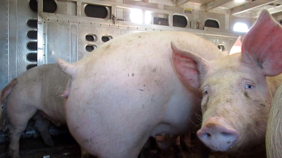 Toronto pig save vigil