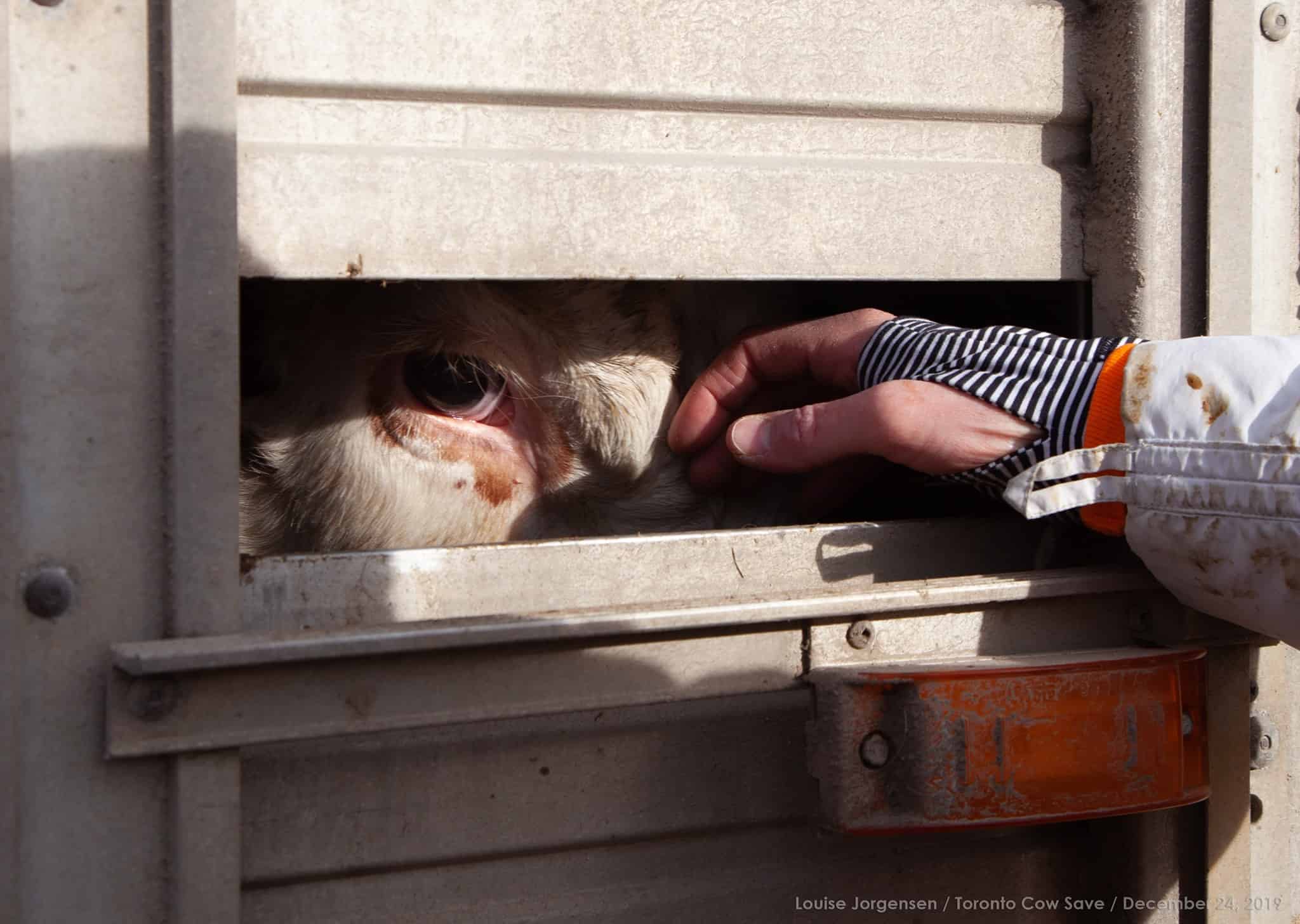 Toronto cow save vigil