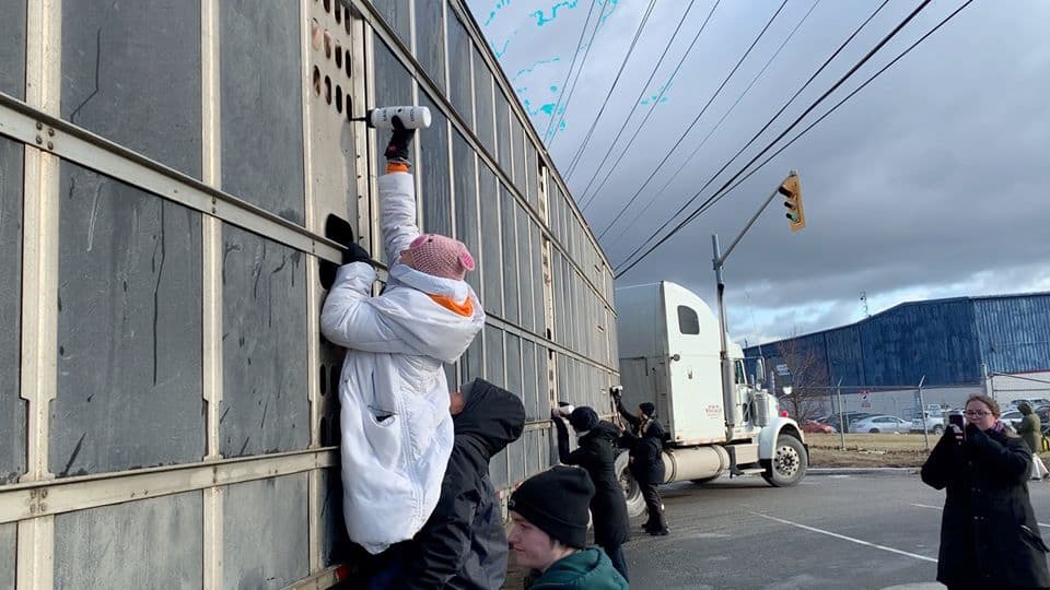Toronto pig save vigil