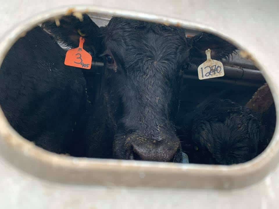 vigil for the cows