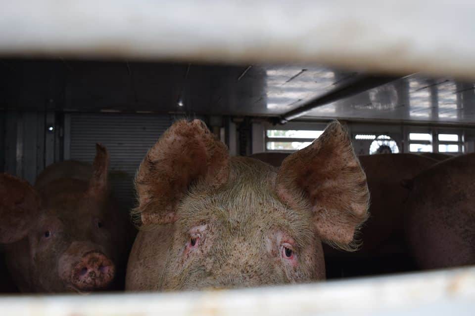 Stop the pig trucks