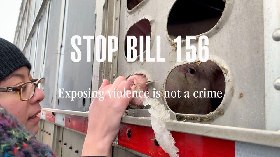 stop bill 156 pig vigil