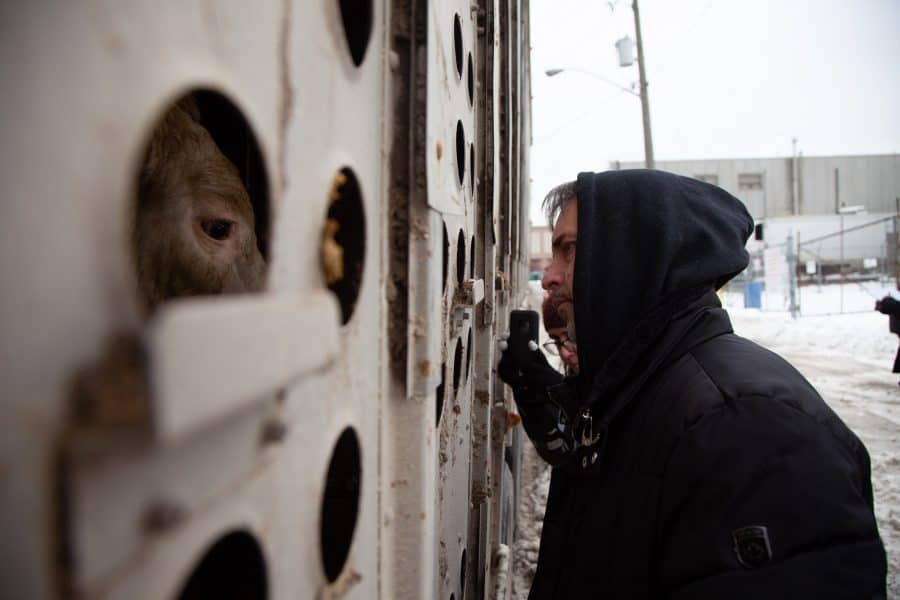 Toronto Cow Save vigil