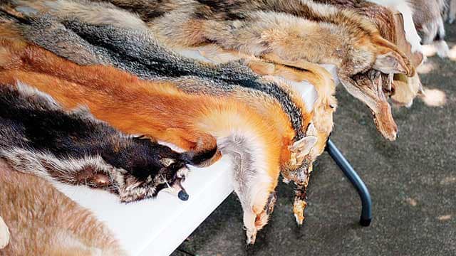stop the fur