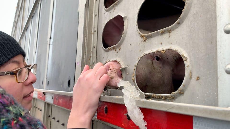 Toronto Pig Save weekly vigils
