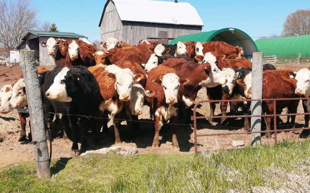 Letting out the cows – a virtual event and fundraiser