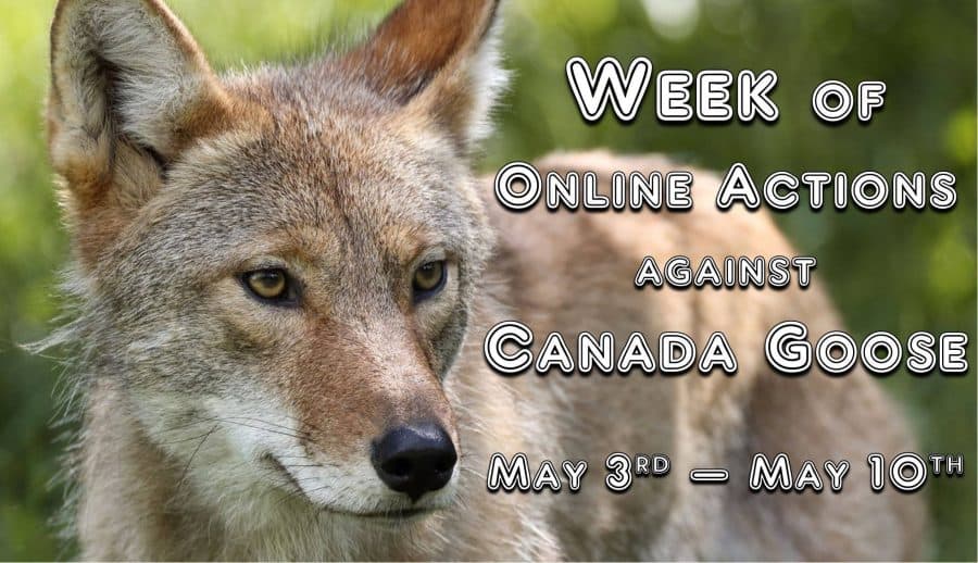 Online action against Canada Goose