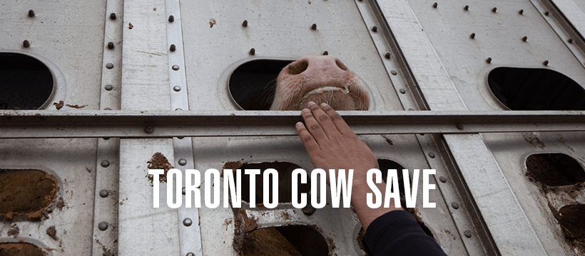 Toronto Cow Save vigil