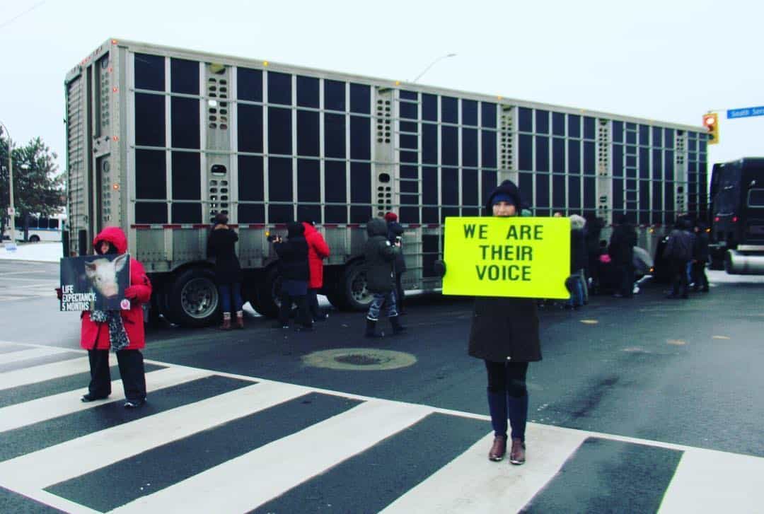 Toronto Pig Save vigil for Regan Russell