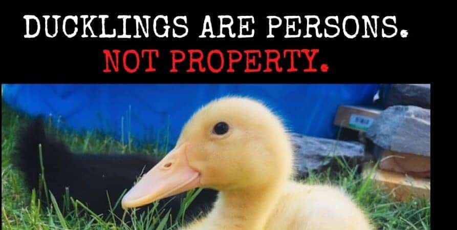 Ducklings are not property