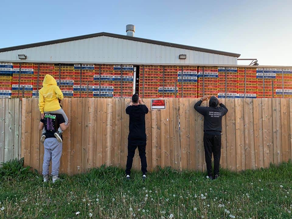 Toronto chicken save vigil