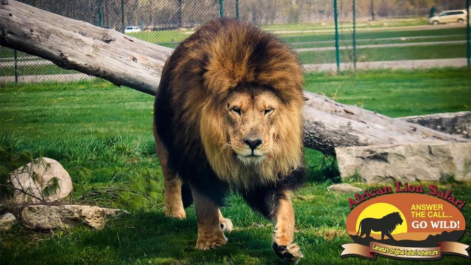 African lion safari protest