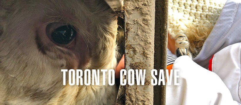 Toronto cow save vigil