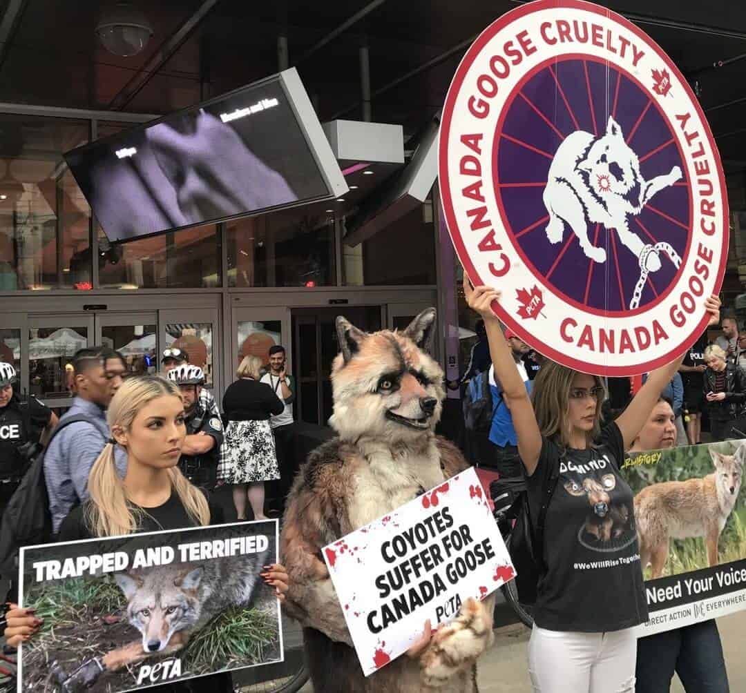 TIFF Canada Goose protest