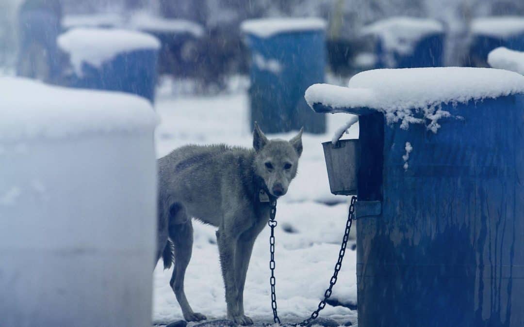 Toronto: Protest ExxonMobil’s Iditarod Sponsorship!