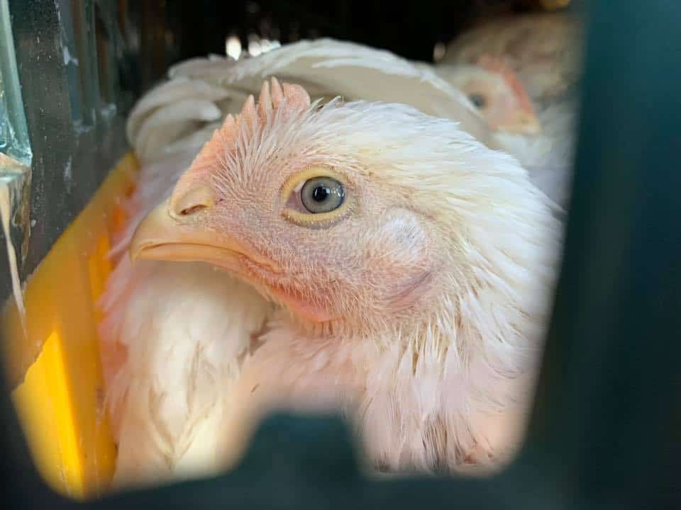 Toronto chicken save vigil