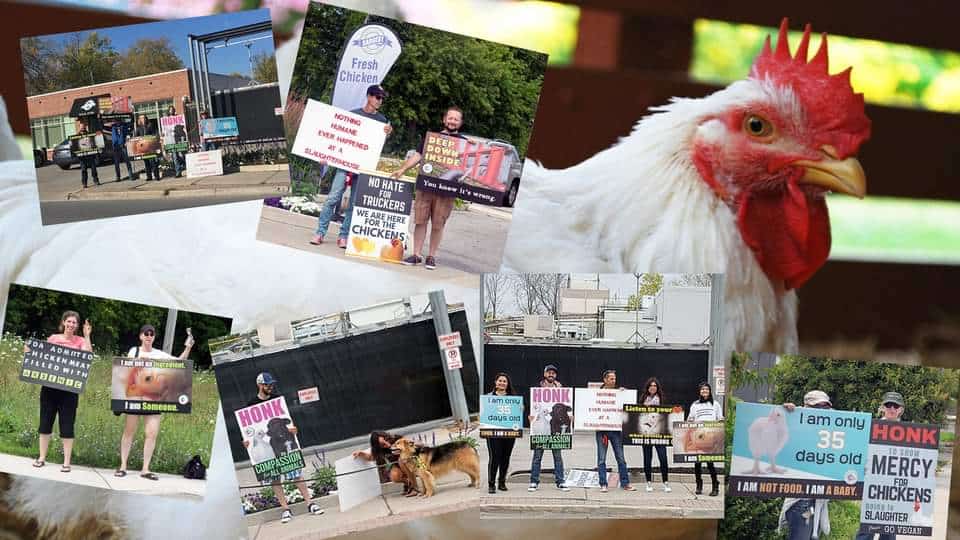 Milton chicken save outreach