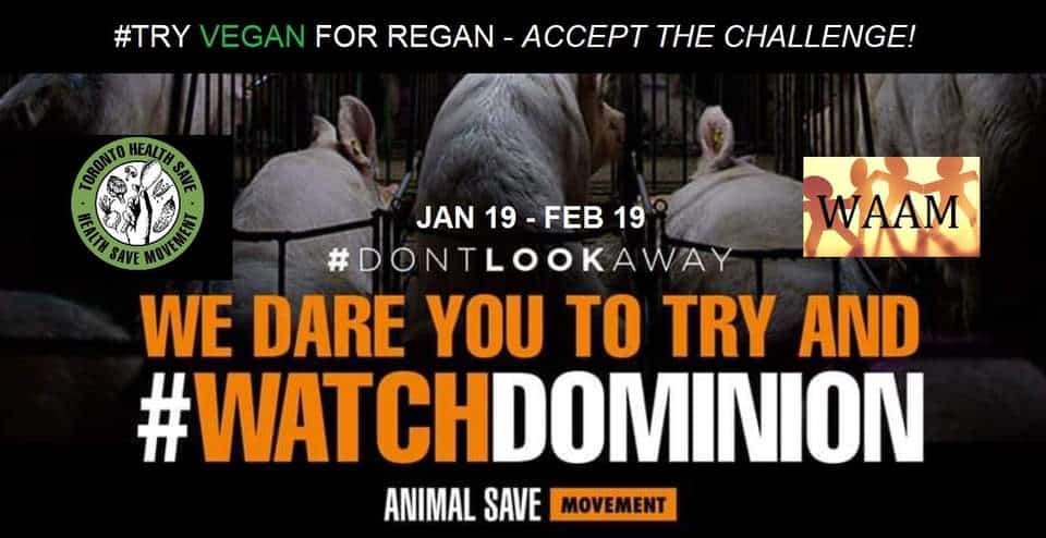 Watch Dominion challenge