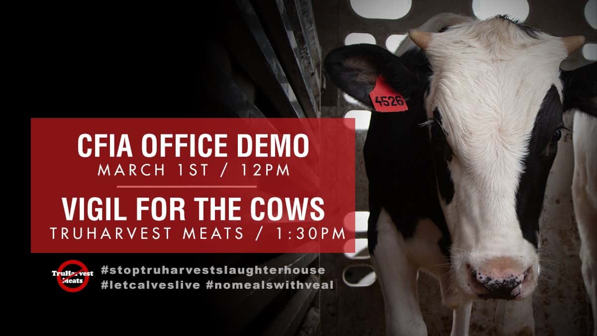 CFIA demo