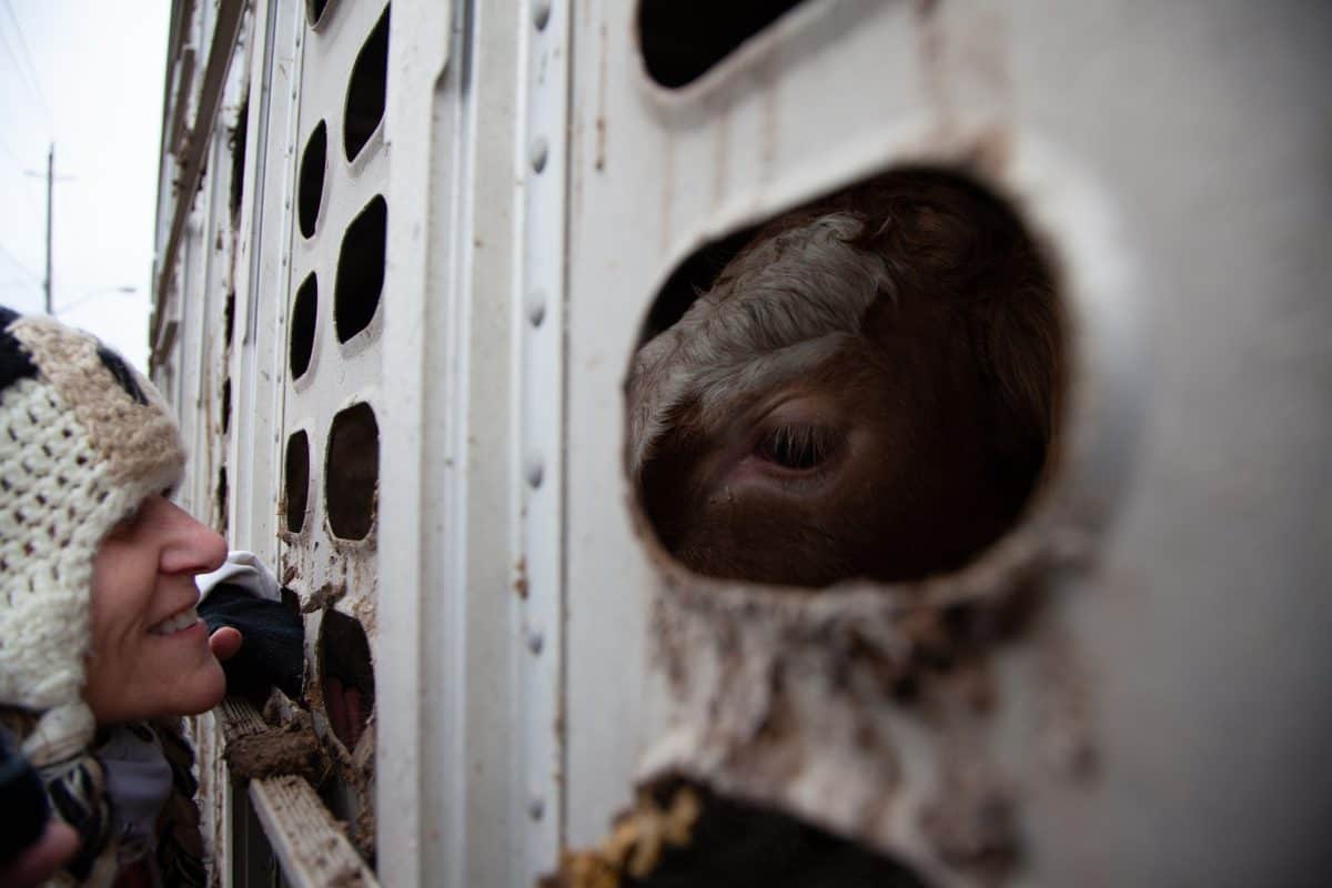 Toronto Cow Save vigil