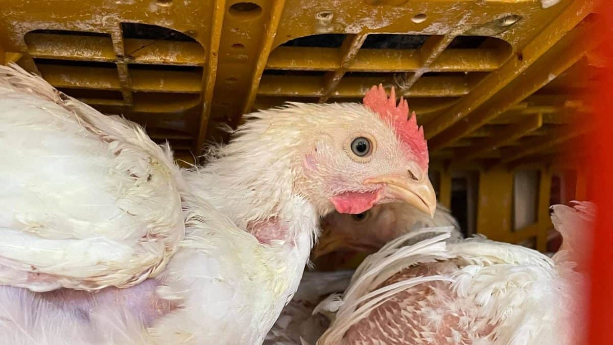 Toronto Chicken Save vigil