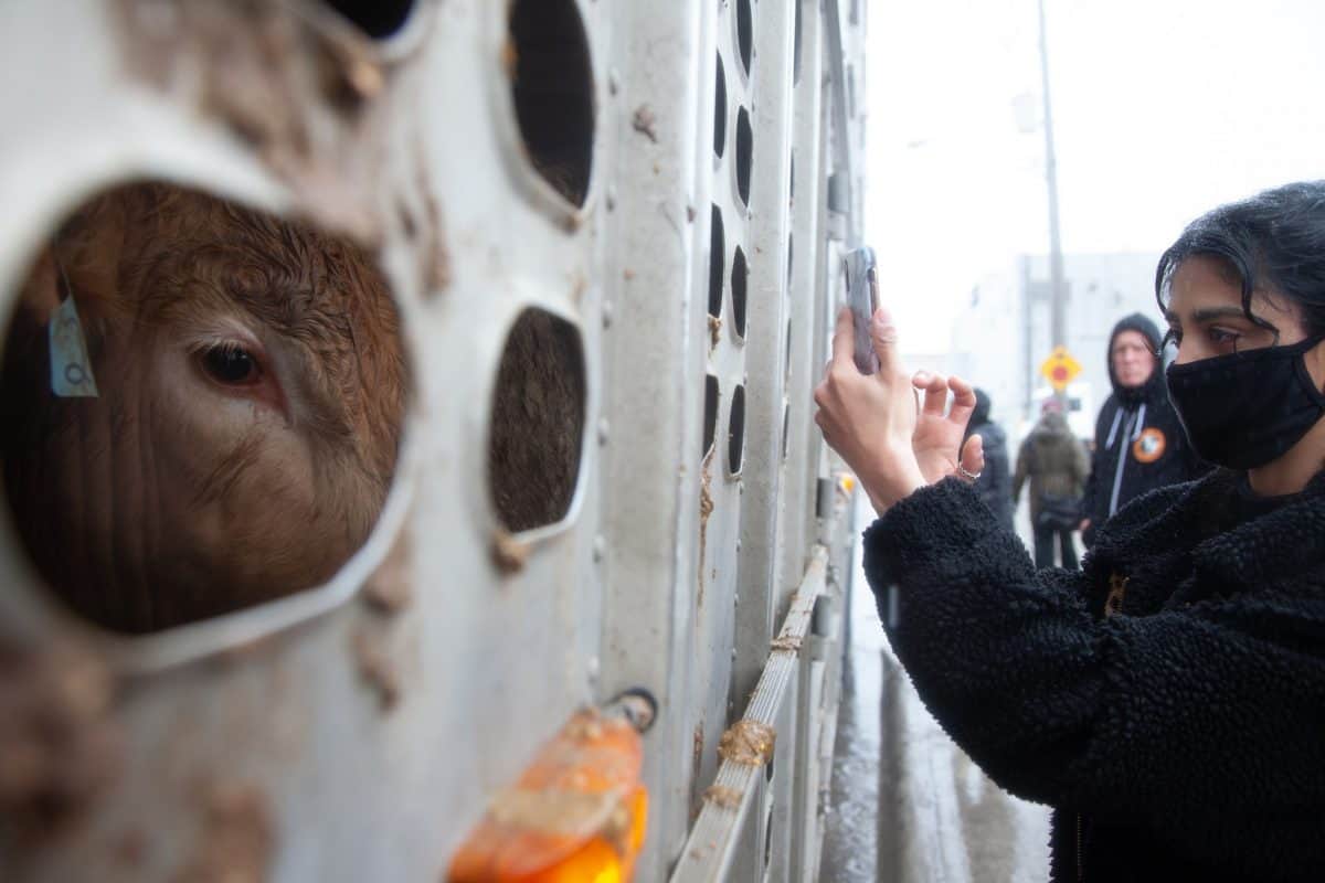 Toronto Cow Save vigil